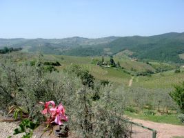 Chianti Classico vineyards